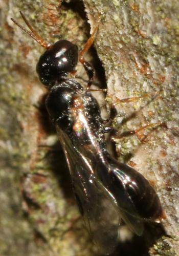 Stigmus pendulus
